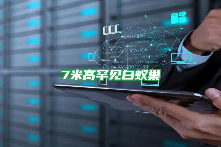 7米高罕見(jiàn)白蟻巢