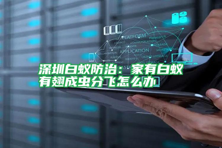 深圳白蟻防治:家有白蟻有翅成蟲分飛怎么辦