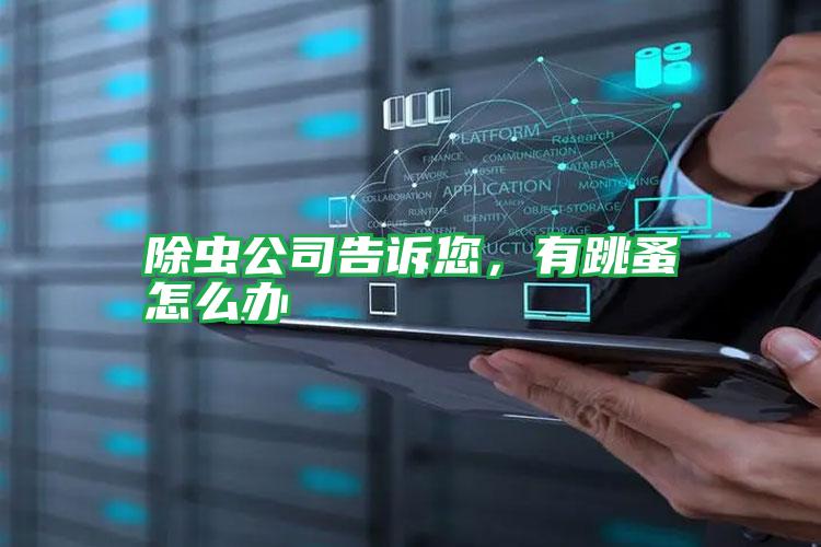 除蟲公司告訴您,有跳蚤怎么辦