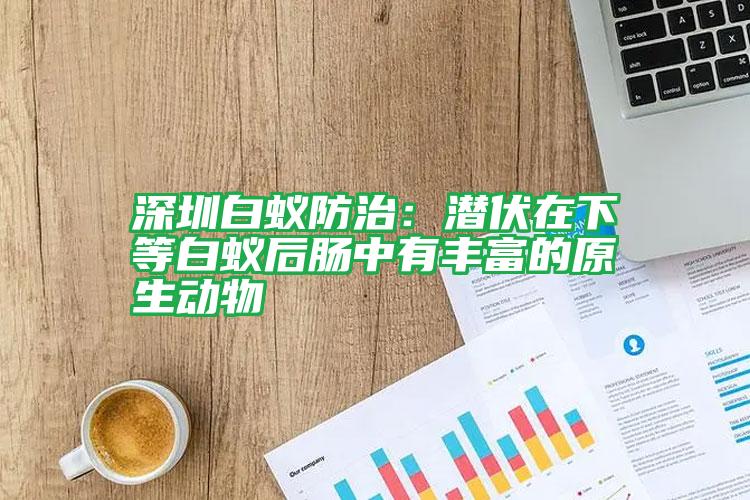 深圳白蟻防治:潛伏在下等白蟻后腸中有豐富的原生動(dòng)物