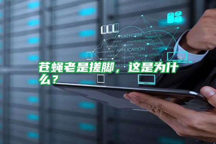 蒼蠅老是搓腳,這是為什么?