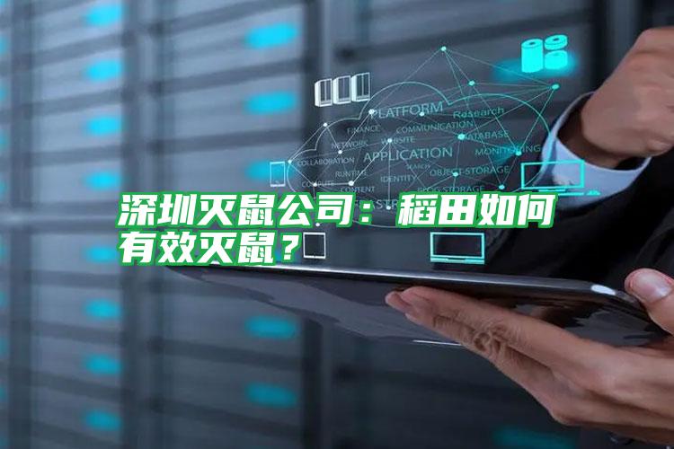 深圳滅鼠公司:稻田如何有效滅鼠?