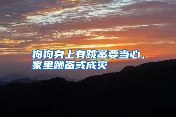 狗狗身上有跳蚤要當心,家里跳蚤或成災(zāi)
