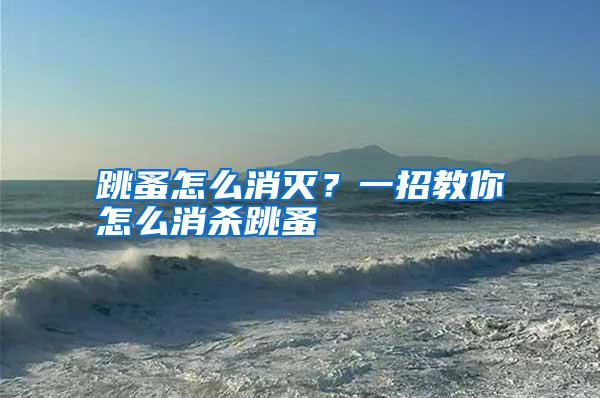 跳蚤怎么消滅?一招教你怎么消殺跳蚤