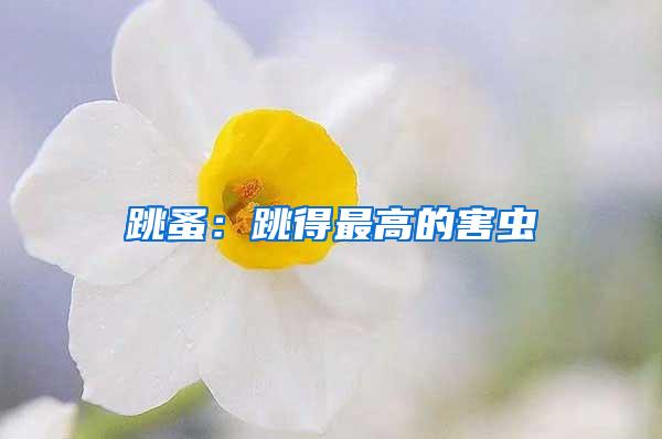 跳蚤:跳得最高的害蟲