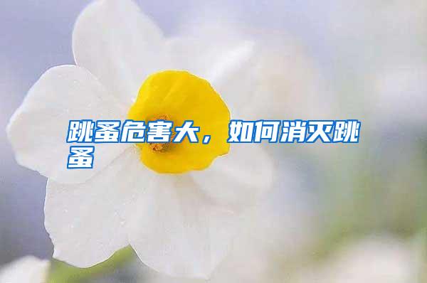 跳蚤危害大,如何消滅跳蚤