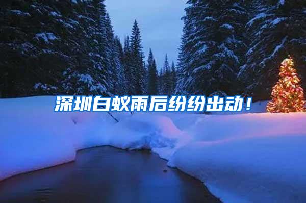 深圳白蟻雨后紛紛出動(dòng)！