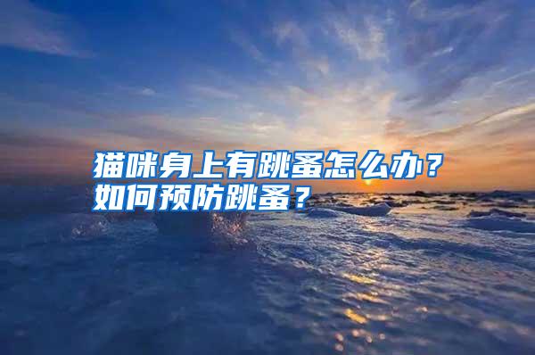 貓咪身上有跳蚤怎么辦?如何預(yù)防跳蚤?