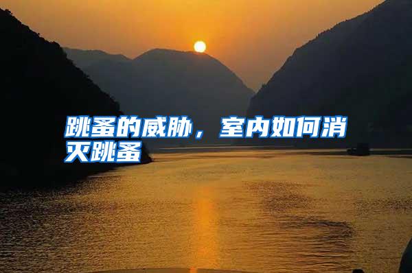 跳蚤的威脅,室內(nèi)如何消滅跳蚤