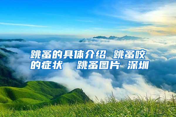 跳蚤的具體介紹 跳蚤咬的癥狀 跳蚤圖片 深圳