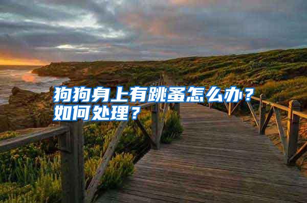 狗狗身上有跳蚤怎么辦?如何處理?