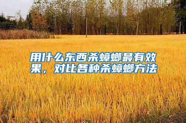 用什么東西殺蟑螂最有效果,對(duì)比各種殺蟑螂方法