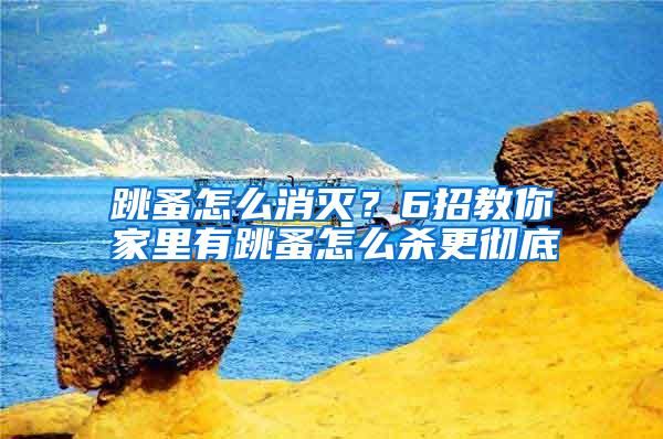 跳蚤怎么消滅?6招教你家里有跳蚤怎么殺更徹底