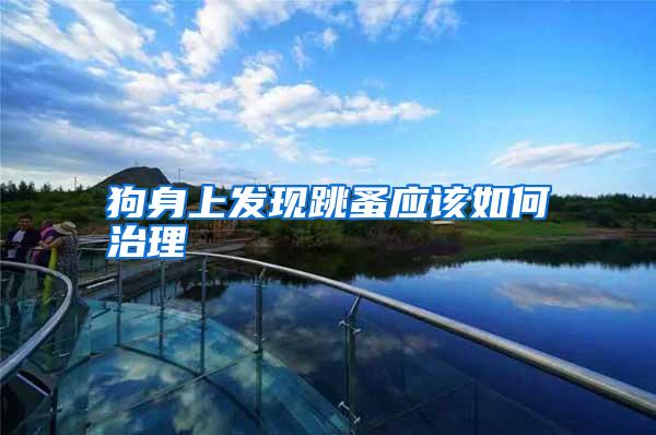 狗身上發(fā)現(xiàn)跳蚤應該如何治理