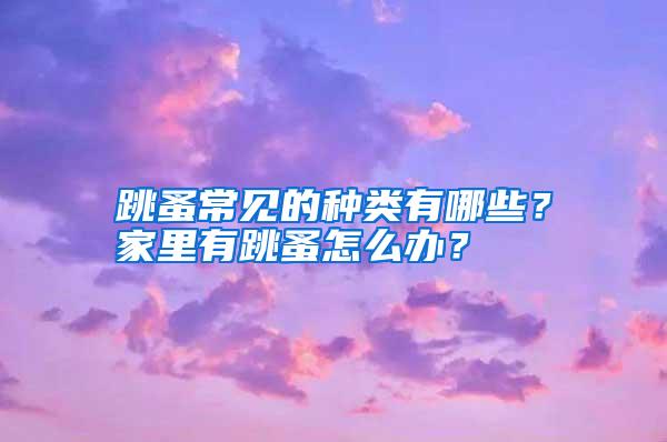 跳蚤常見的種類有哪些?家里有跳蚤怎么辦?