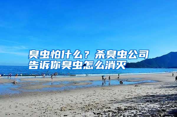 臭蟲怕什么?殺臭蟲公司告訴你臭蟲怎么消滅