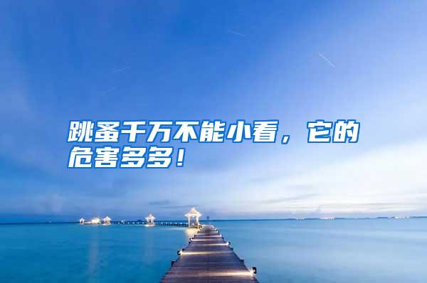 跳蚤千萬不能小看,它的危害多多!