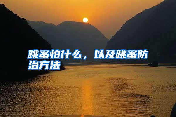 跳蚤怕什么,以及跳蚤防治方法