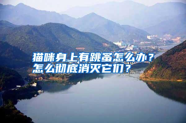 貓咪身上有跳蚤怎么辦?怎么徹底消滅它們?
