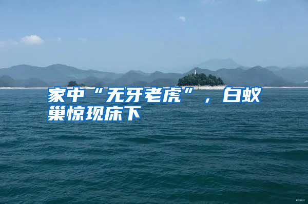 家中“無(wú)牙老虎”,白蟻巢驚現(xiàn)床下