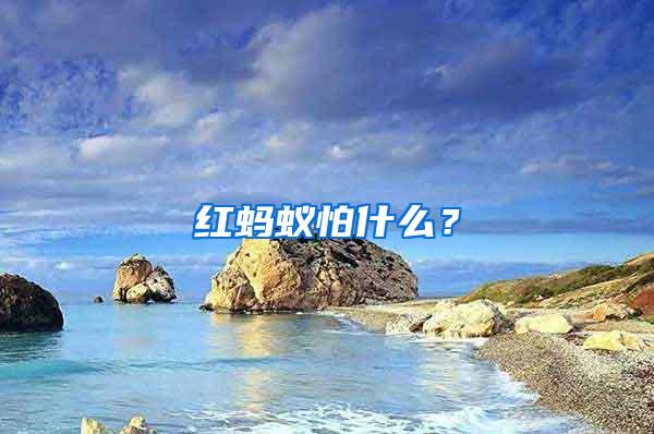 紅螞蟻怕什么?