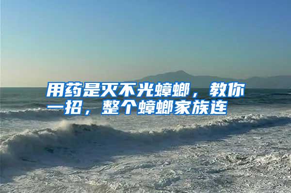 用藥是滅不光蟑螂,教你一招,整個蟑螂家族連