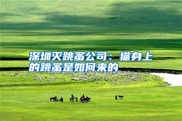 深圳滅跳蚤公司:貓身上的跳蚤是如何來的