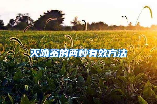 滅跳蚤的兩種有效方法