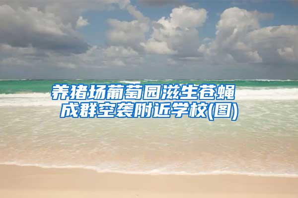 養(yǎng)豬場葡萄園滋生蒼蠅 成群空襲附近學校(圖)