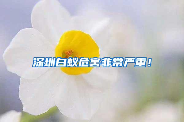 深圳白蟻危害非常嚴(yán)重！