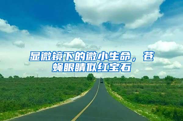 顯微鏡下的微小生命，蒼蠅眼睛似紅寶石