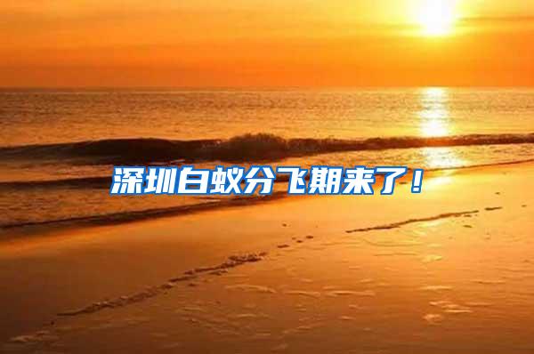深圳白蟻分飛期來(lái)了！