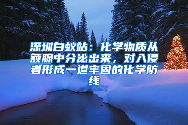 深圳白蟻站：化學(xué)物質(zhì)從額腺中分泌出來，對入侵者形成一道牢固的化學(xué)防線