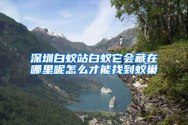 深圳白蟻站白蟻它會藏在哪里呢怎么才能找到蟻巢