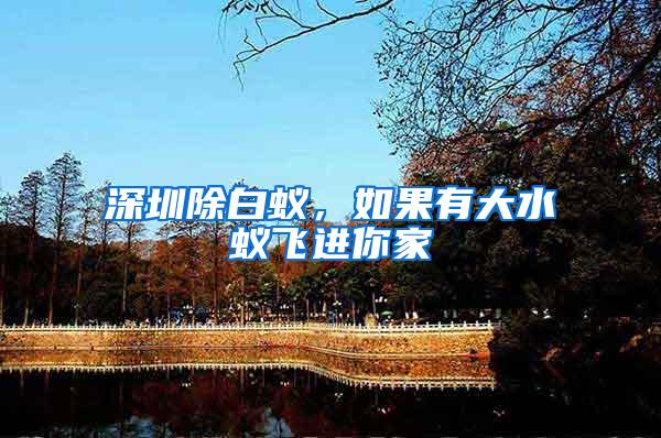 深圳除白蟻，如果有大水蟻飛進你家