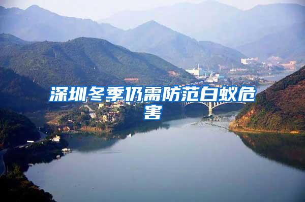 深圳冬季仍需防范白蟻危害