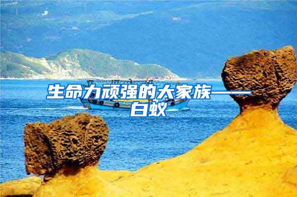 生命力頑強的大家族——白蟻