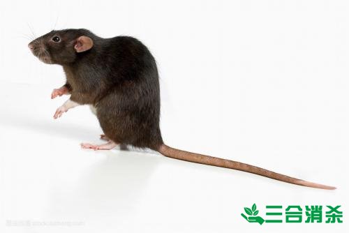如何消滅老鼠,滅除老鼠最佳方法 家里有老鼠怎么辦,消滅老鼠公司