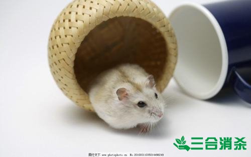 如何消滅老鼠,滅除老鼠最佳方法 家里有老鼠怎么辦,消滅老鼠公司