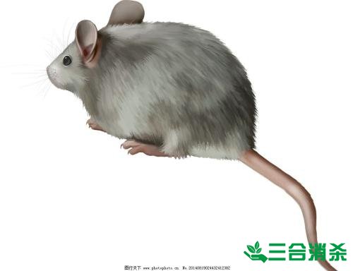 如何消滅老鼠,滅除老鼠最佳方法 家里有老鼠怎么辦,消滅老鼠公司