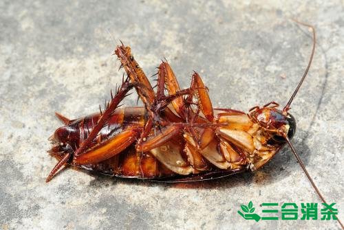 家里有蟑螂怎么辦,蟑螂怎么消滅 殺蟑螂公司怎么樣滅蟑螂