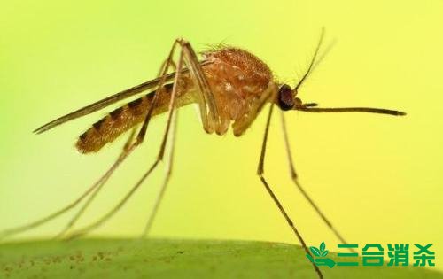 滅蚊公司,滅蚊子最有效的方法 滅蚊方法,滅蚊子方法