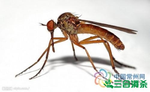 滅蚊公司,滅蚊子最有效的方法 滅蚊方法,滅蚊子方法