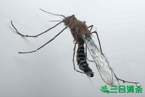 滅蚊公司,滅蚊子最有效的方法 滅蚊方法,滅蚊子方法
