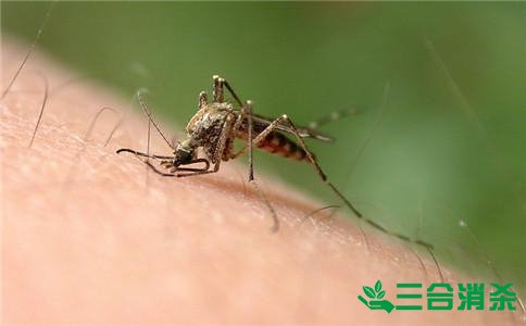 滅蚊公司,滅蚊子最有效的方法 滅蚊方法,滅蚊子方法