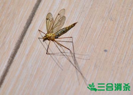 滅蚊公司,滅蚊子最有效的方法 滅蚊方法,滅蚊子方法