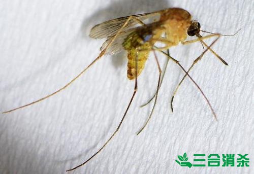 滅蚊公司,滅蚊子最有效的方法 滅蚊方法,滅蚊子方法