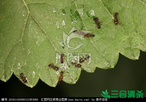 如何滅螞蟻,滅螞蟻方法 怎么滅螞蟻,如何除螞蟻