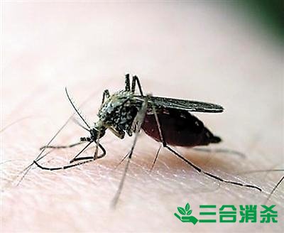 滅蚊公司,滅蚊子最有效的方法 滅蚊方法,滅蚊子方法