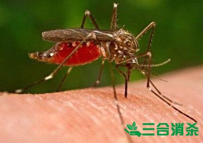 滅蚊公司,滅蚊子最有效的方法 滅蚊方法,滅蚊子方法